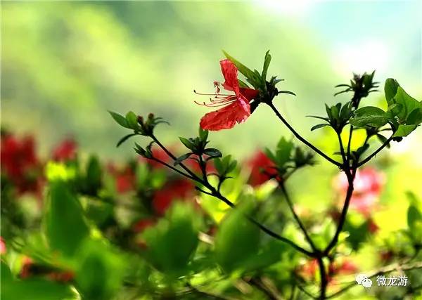 “五一”假期，龙游绿春湖再掀旅游热潮，龙游实验幼儿园师生共享自然之美